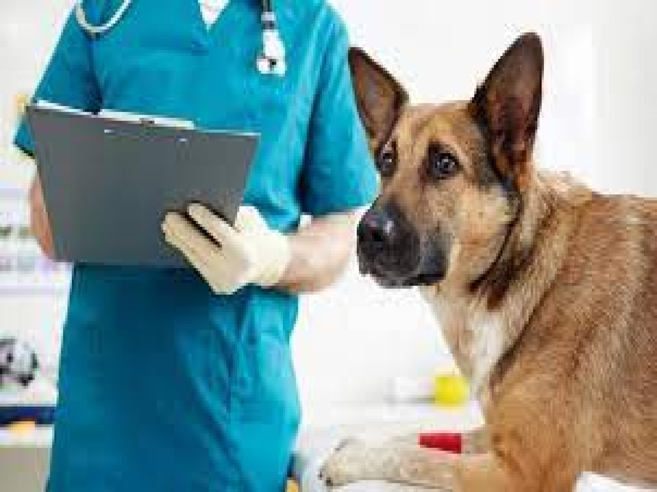 WORKSHOP FOR  STREET ANIMALS CARE:-Social Awareness Program ( 1 Workshop) for Cruelty against Animals-